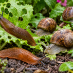 How to Get Rid of Slugs and Snails in the Garden Naturally Before Winter