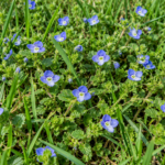 Creeping Charlie Look-Alikes: How to Tell Ground Ivy From the Weeds That Imitate It