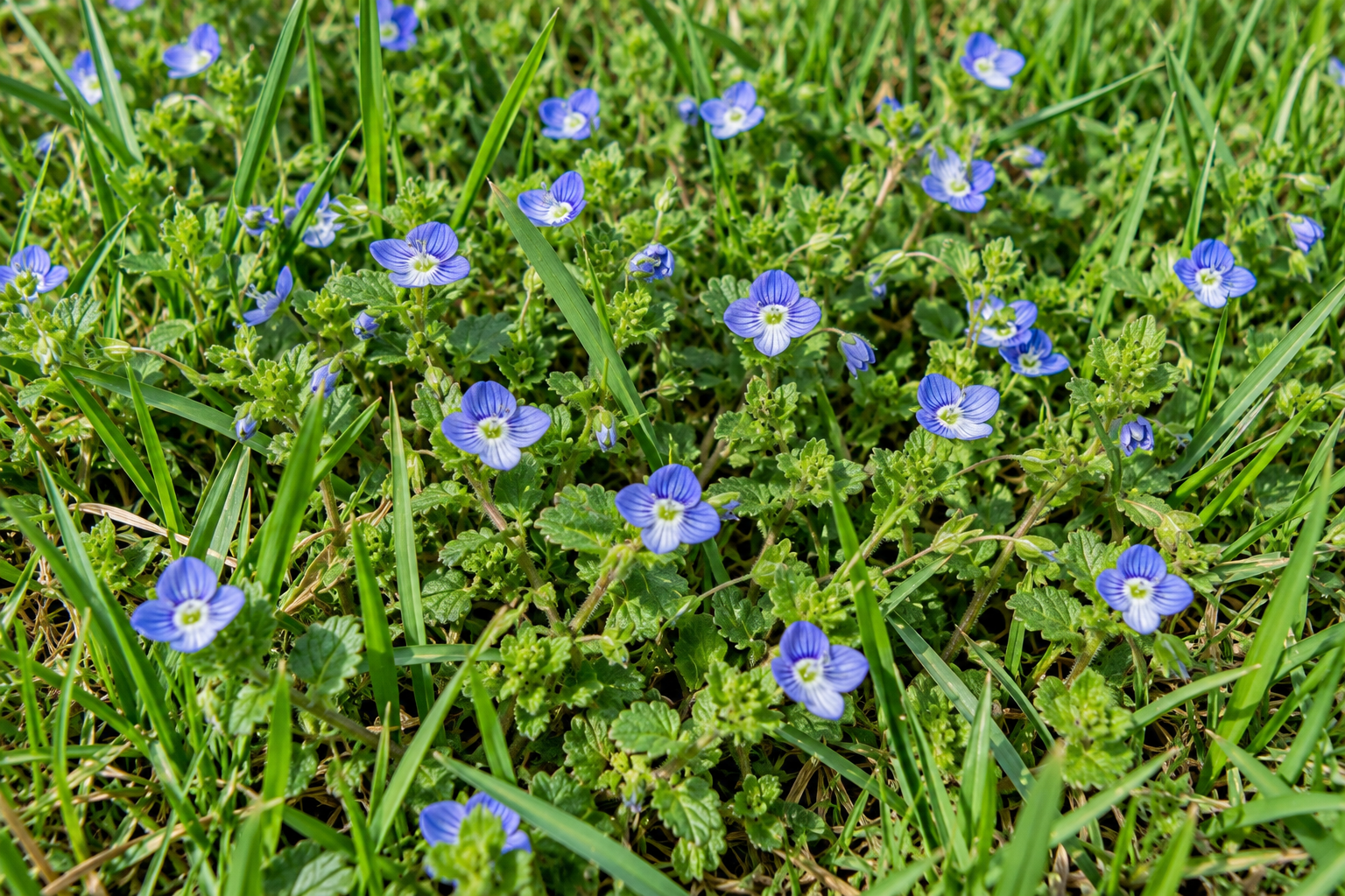 Creeping Charlie Look-Alikes: How to Tell Ground Ivy From the Weeds That Imitate It