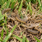 How to Get Rid of Sod Webworms Naturally