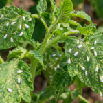 How to Get Rid of Whiteflies Naturally: 9 Ways to Save Your Plants