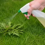 Does Vinegar Kill Grass? What It Does to Your Lawn and When It’s Worth Using