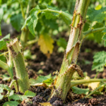 Signs Your Garden Has a Pest Problem Before You See the Bugs