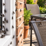 How to Get Rid of Cluster Flies Naturally Before They Invade Your House