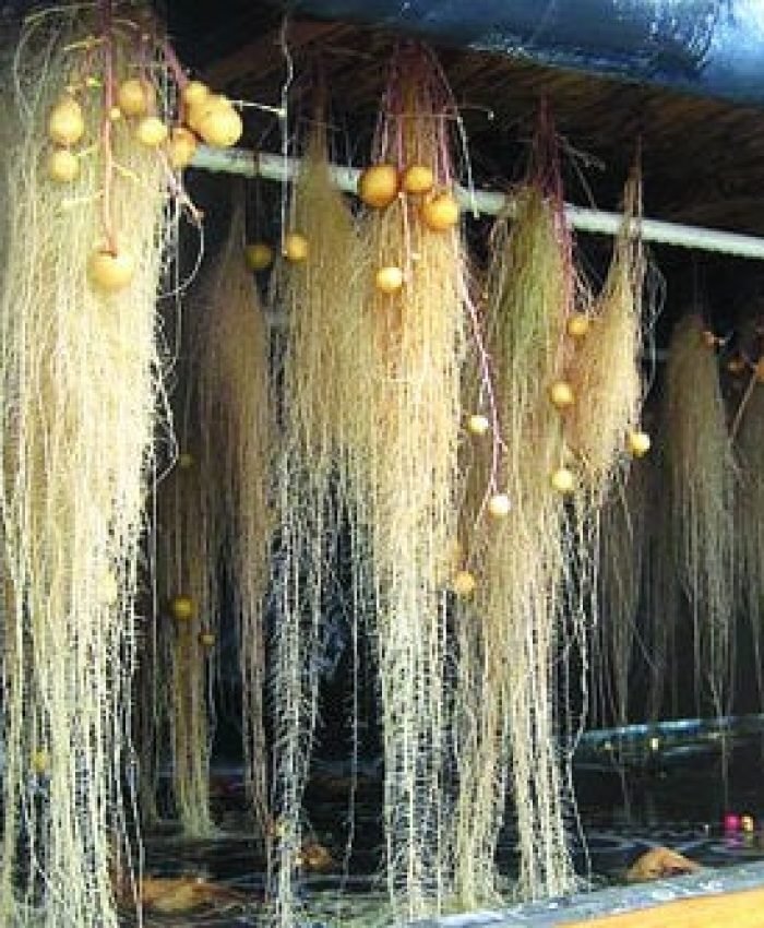 Worst Plants for Aquaponics