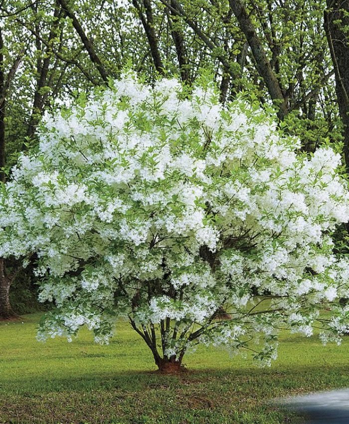 Best Shade Trees for Small Yards Zone 8