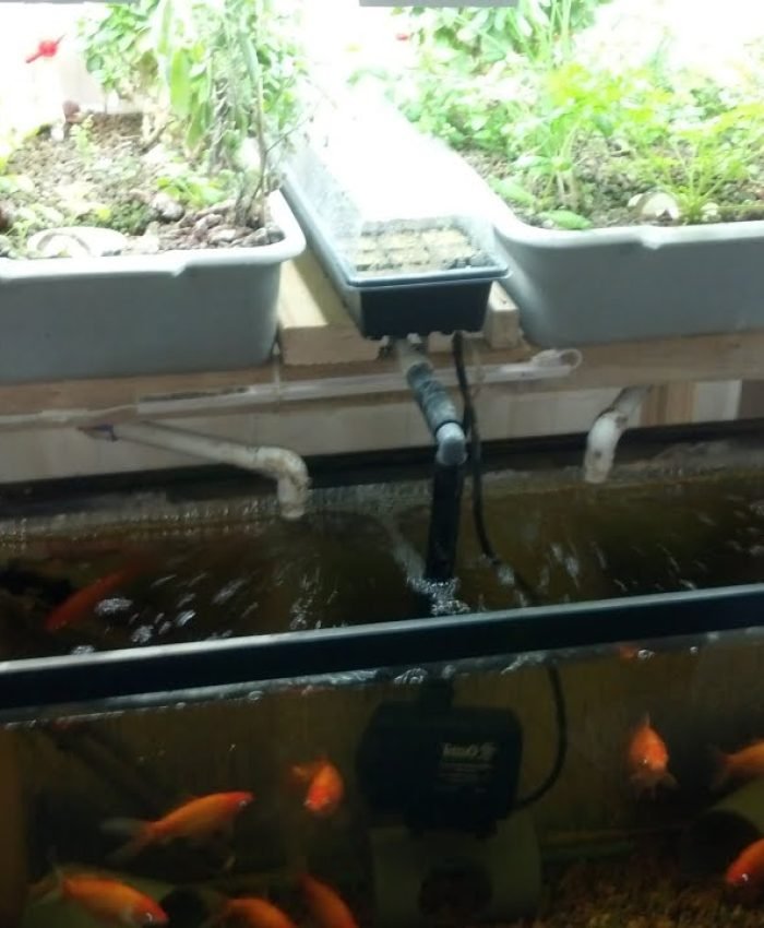 Tiny Yard Permaculture Ideas