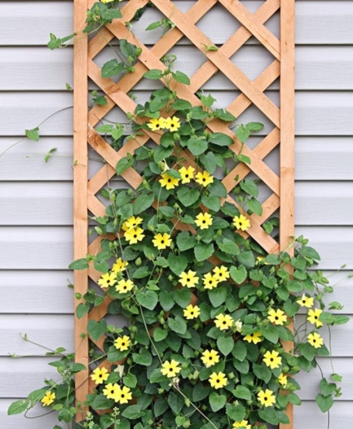 Best Climbing Plants for Trellis