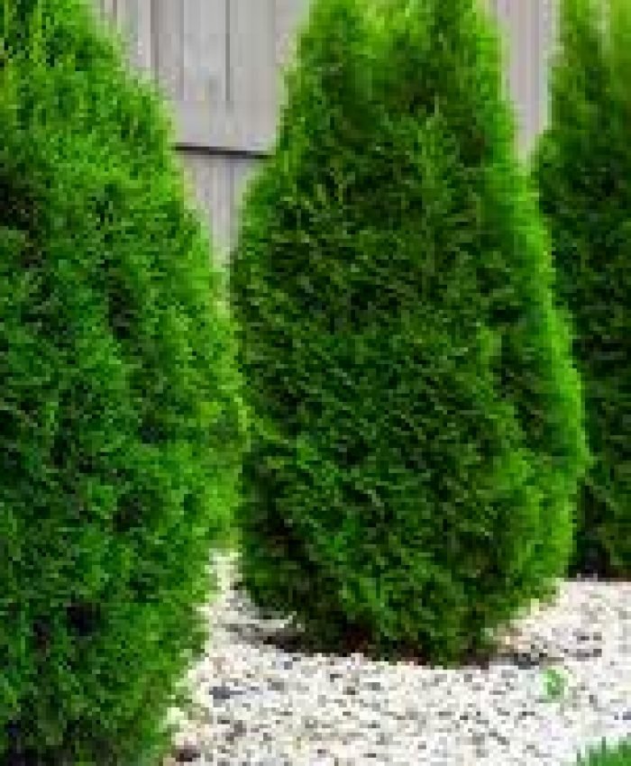 How to Choose the Right Shrubs for the Front of Your House