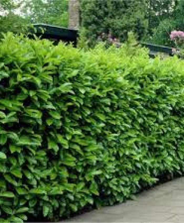 Fast Growing Shrubs and Bushes To Create Privacy