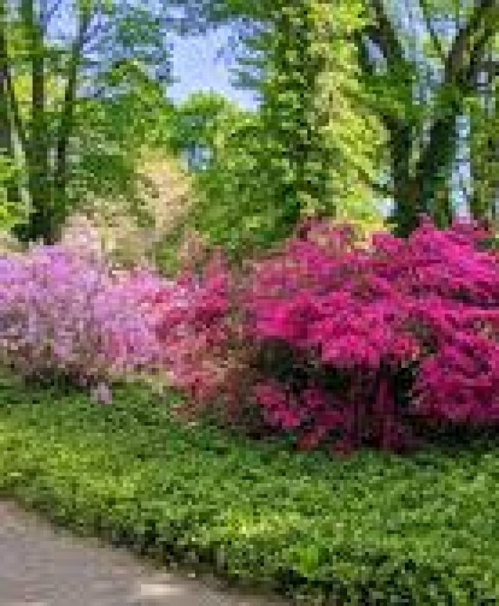 Best Landscaping Plants