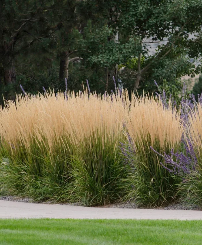 Best Tall Ornamental Grasses for Privacy