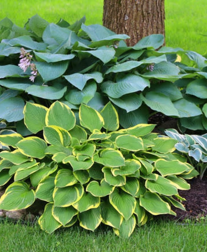 Shade-Tolerant Plants That Thrive Under Trees