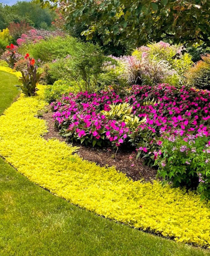 13 Best Drought Tolerant Ground Covers for Front Yard