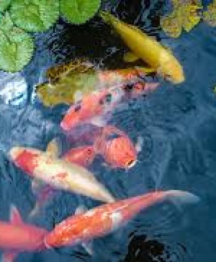 Best Plants and Fish Combos for Aquaponics Systems