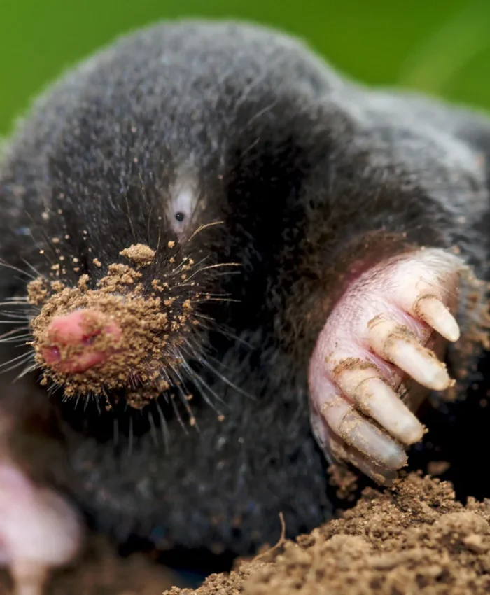 How to Get Rid of Moles in Yard Naturally Using Dawn Soap and Castor Oil