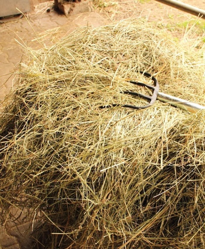 Amazing Things You Can Do With Grass Clippings