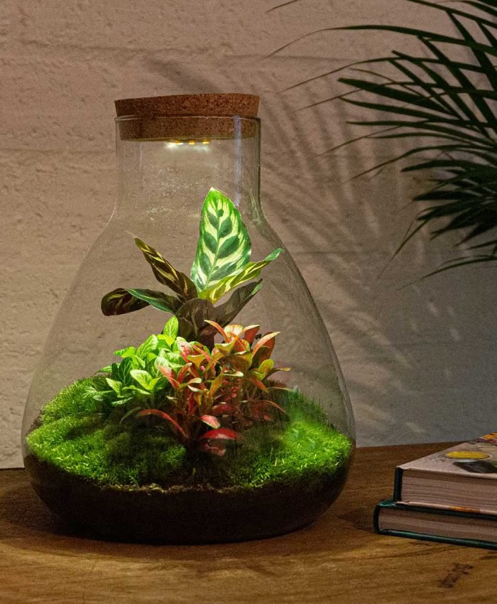 Excellent Plants for Closed Terrariums Indoors