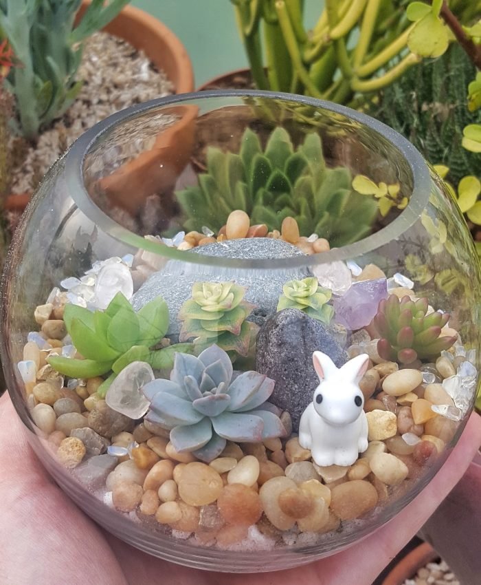 Best Succulents For Terrariums