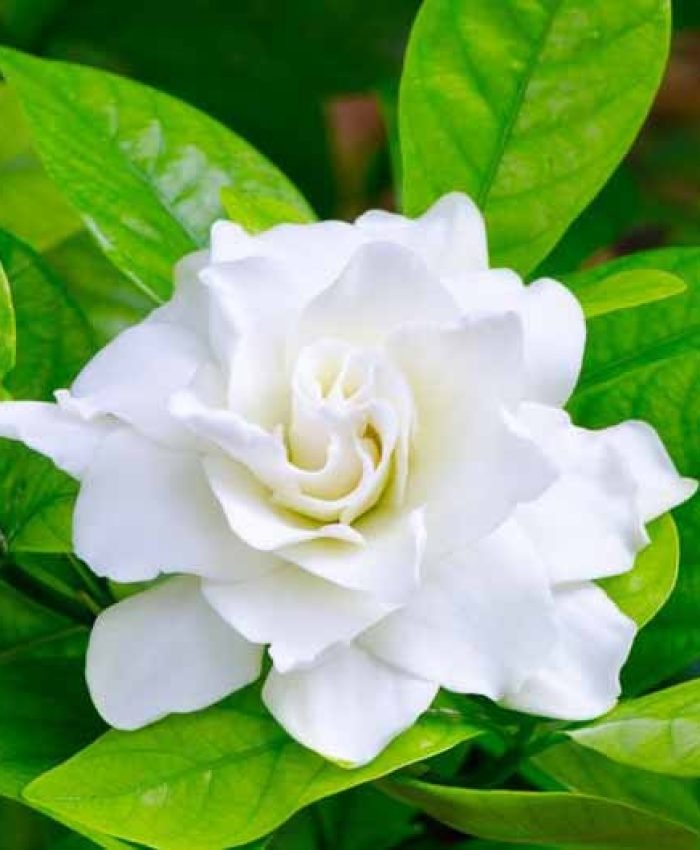 Calming Aromatic Plants That Soothe the Soul