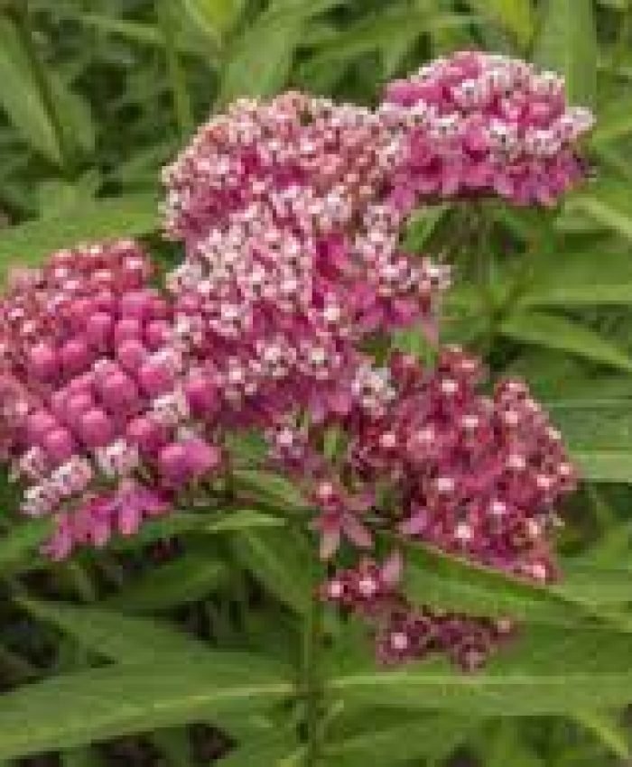 Native Plants Landscaping Ideas for Northeast