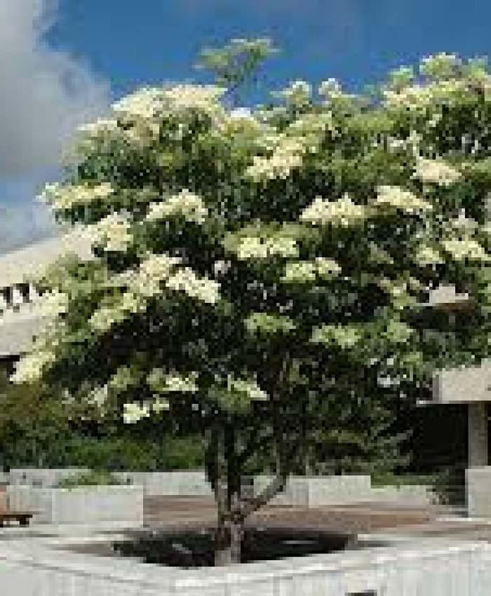 Small Trees With Non-Invasive Roots For Front Yard Or Backyard