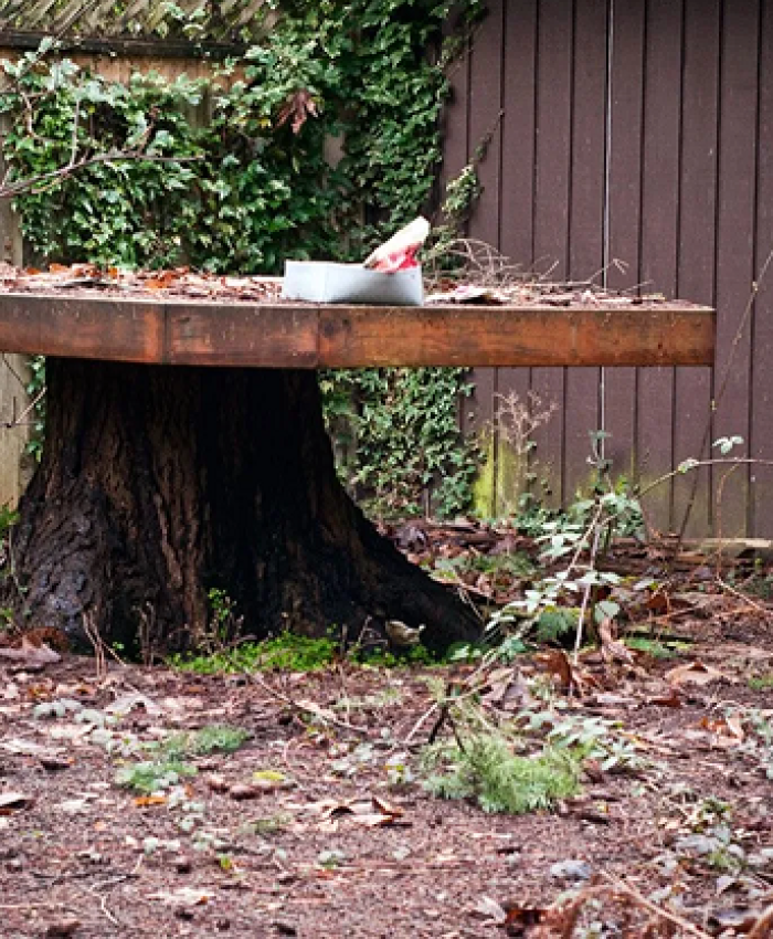 15 Creative Tree Stump Ideas That Will Elevate Your Outdoor Space