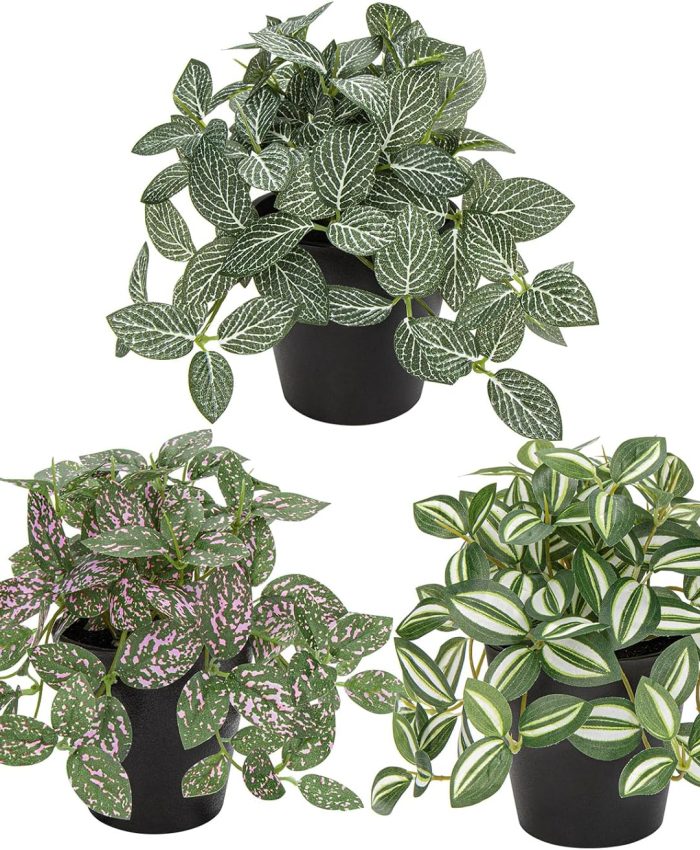Houseplants with White Leaves