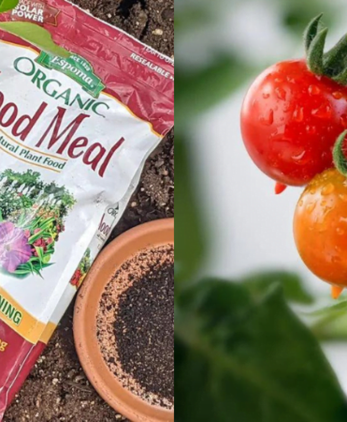 Is Blood Meal Good for Tomatoes?