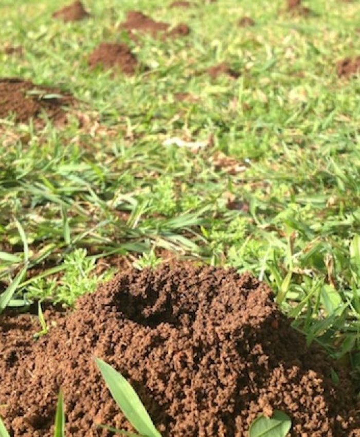 How To Get Rid of Ant Hills Easily