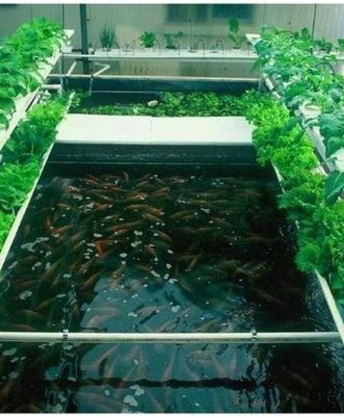 Hydroponics vs. Aquaponics