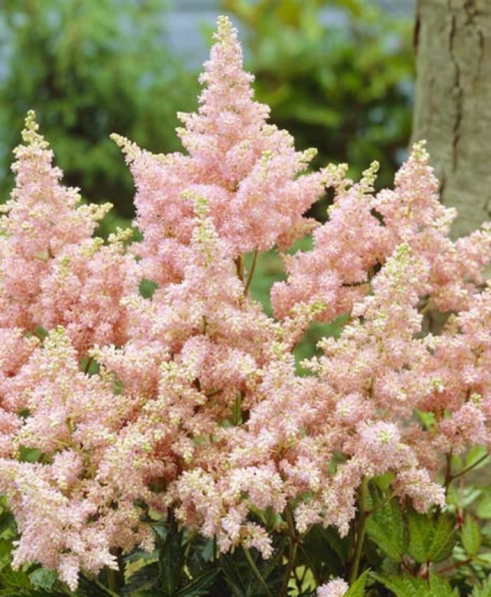 11 Beautiful Shade Perennials That Add Texture to a Shade Garden