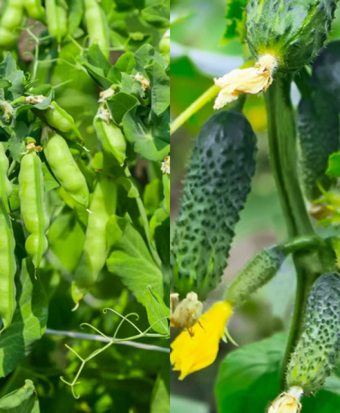 Companion Gardening: 11 Plants to Combine with Cucumbers for Best Growth