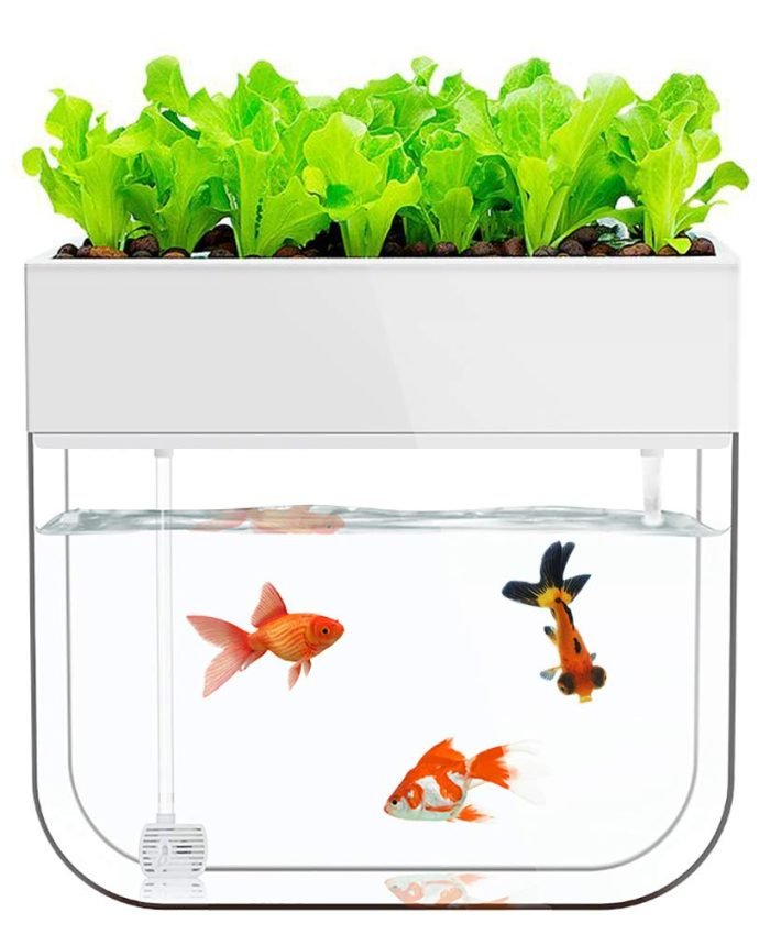 How Long to Cycle an Aquaponics System Before Planting
