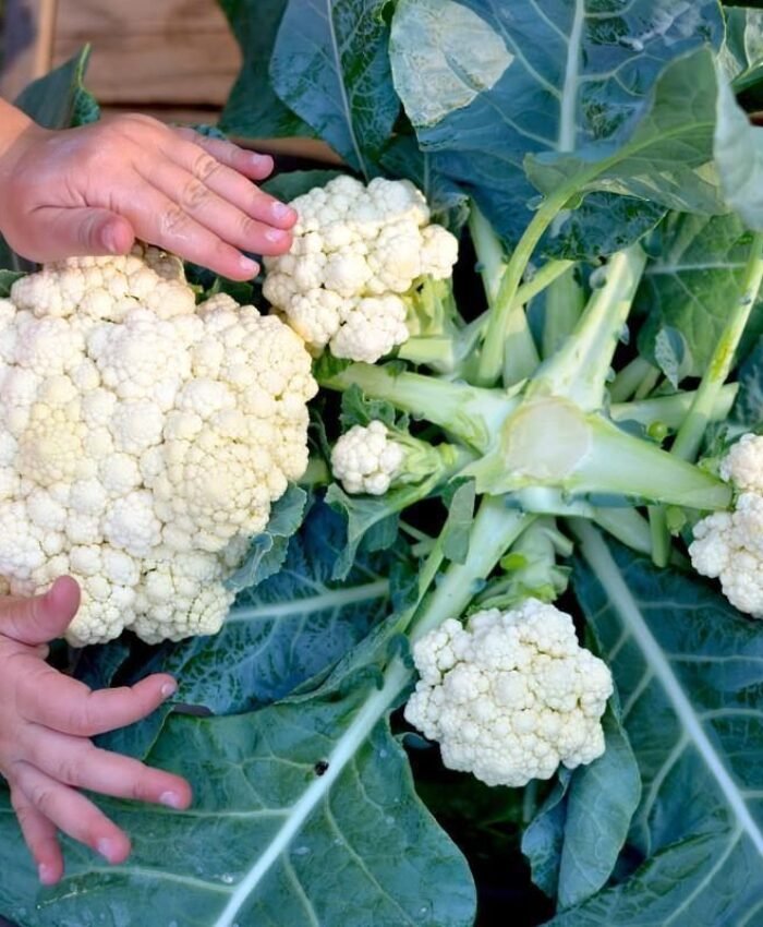 Does Cauliflower Regrow After Cutting?