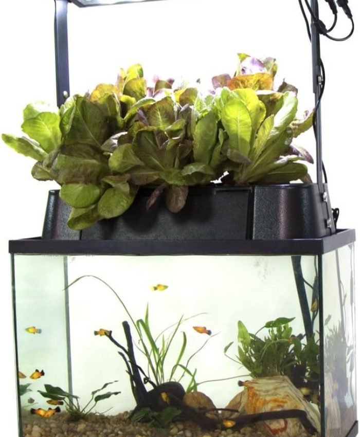 Cheap Aquaponics Systems for Home Under $200