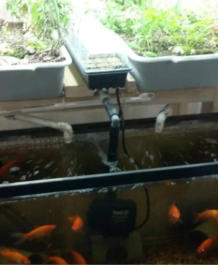How to Start an Aquaponics System at Home for Beginners