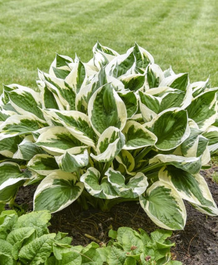 Best Plants for Gardening in Zone 6b