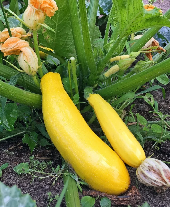 How Do You Grow Squash Successfully Without Using Chemicals?