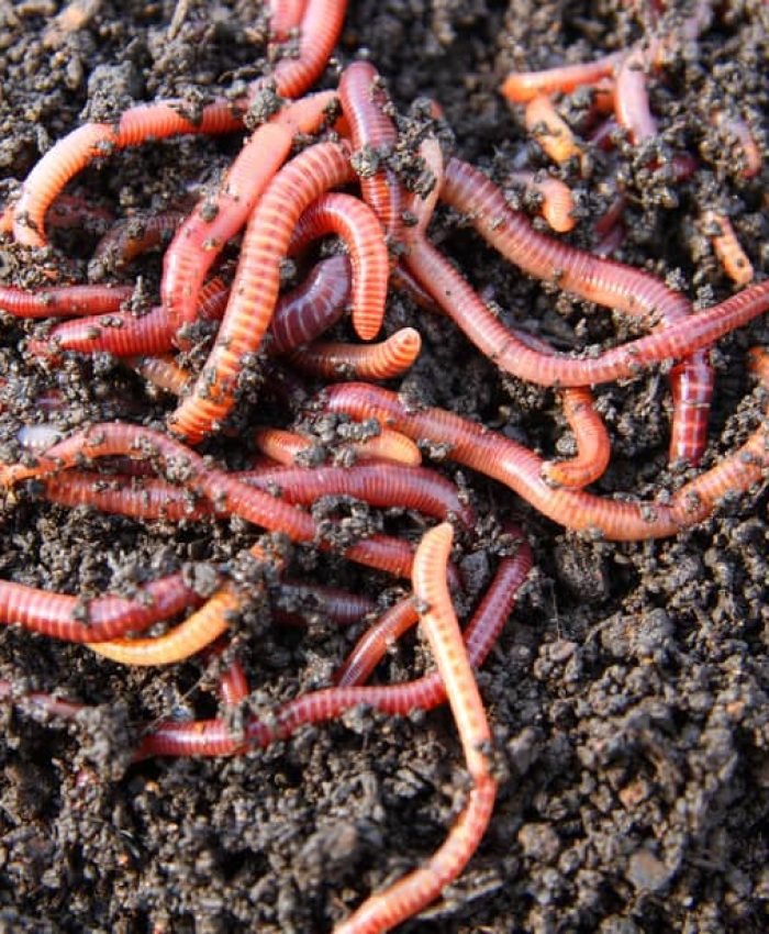 How Earthworms Improve Your Garden Soil Naturally