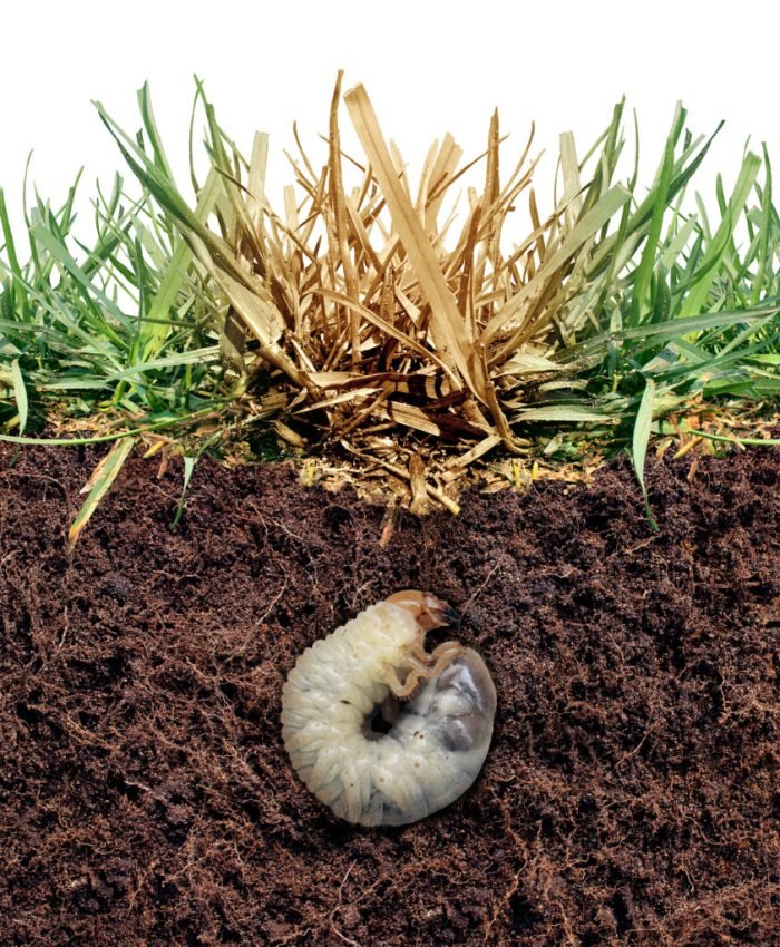 How To Get Rid Of Grubs In Yard Naturally
