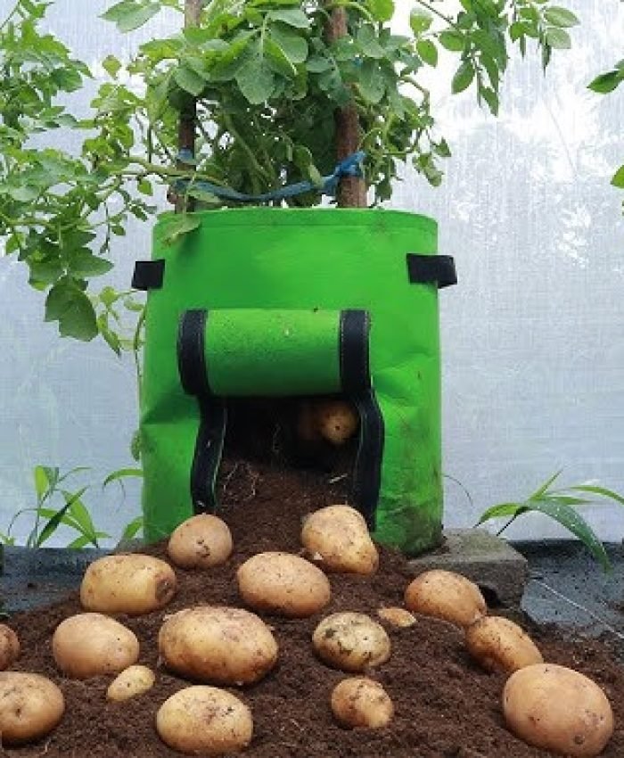 How to Grow Potatoes in Containers Step-by-Step