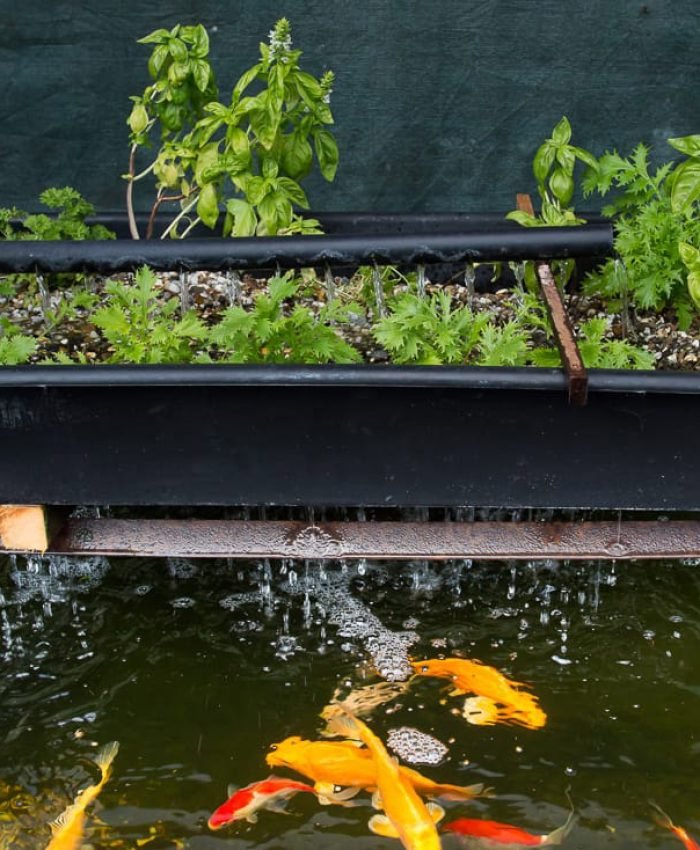 What Fish Are Best for Aquaponics in the US?