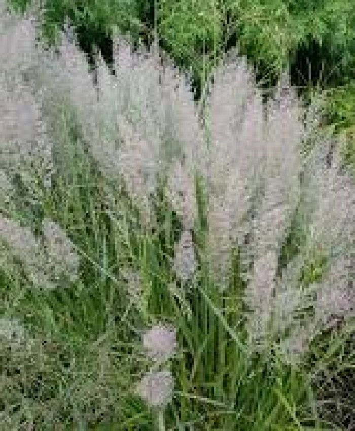 Shade-Loving Ornamental Grasses