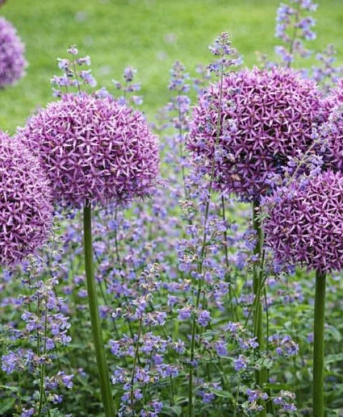 Deer Resistant Plants to Protect Your Garden Naturally