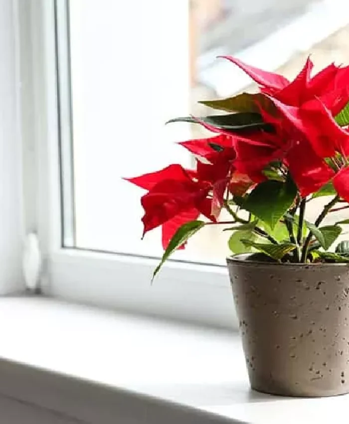 How to Keep a Poinsettia Alive Long After Christmas