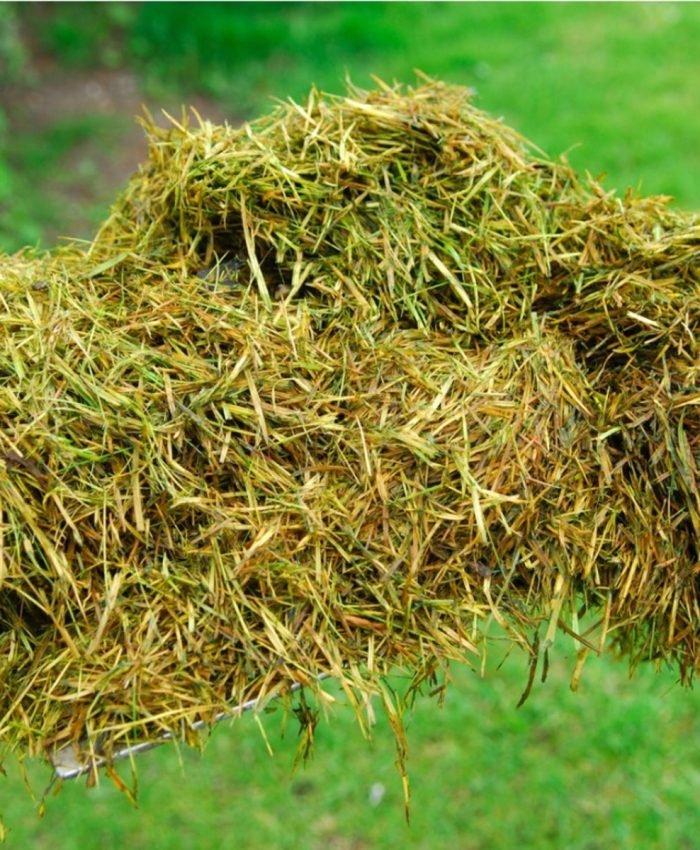 Best Homemade Fertilizers For Grass Lawn