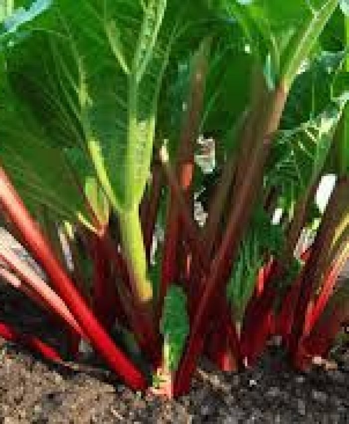 How to Grow Rhubarb in Your Backyard