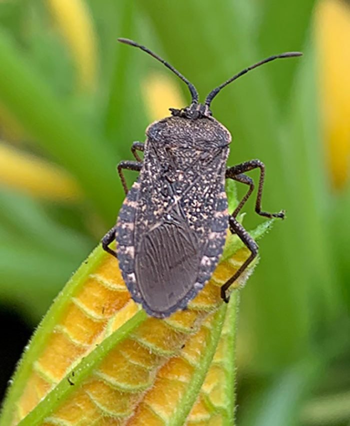 Common Garden Pests and How to Get Rid of Them Organically