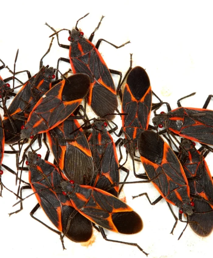 Ways To Get Rid Of Boxelder Bugs Naturally